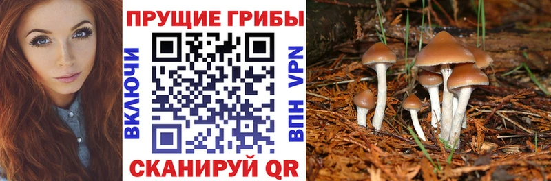 mega tor  Мариинск  Псилоцибиновые грибы Psilocybine cubensis 